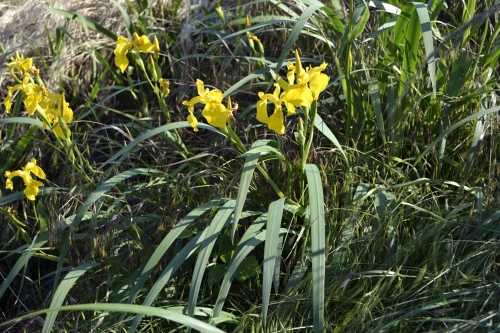 Iris pseudoacorus